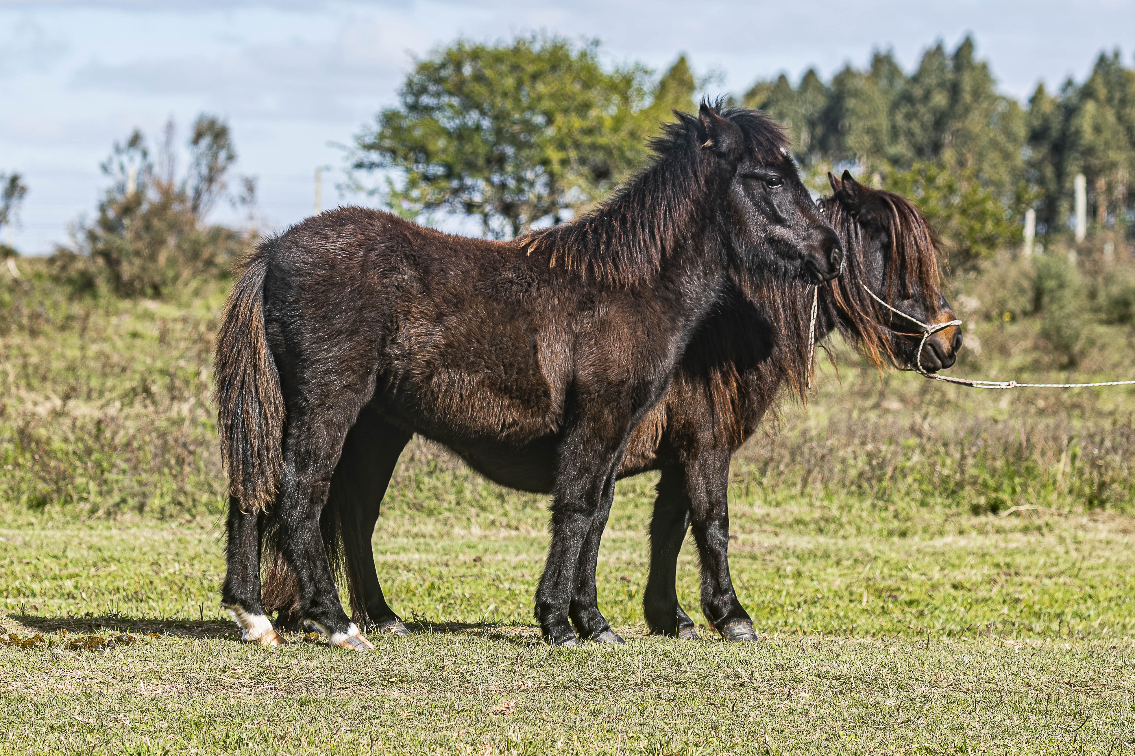 Potrillo Gen 2025 SHR Barullo - Cabaña SHR Poni Shetland Uruguay